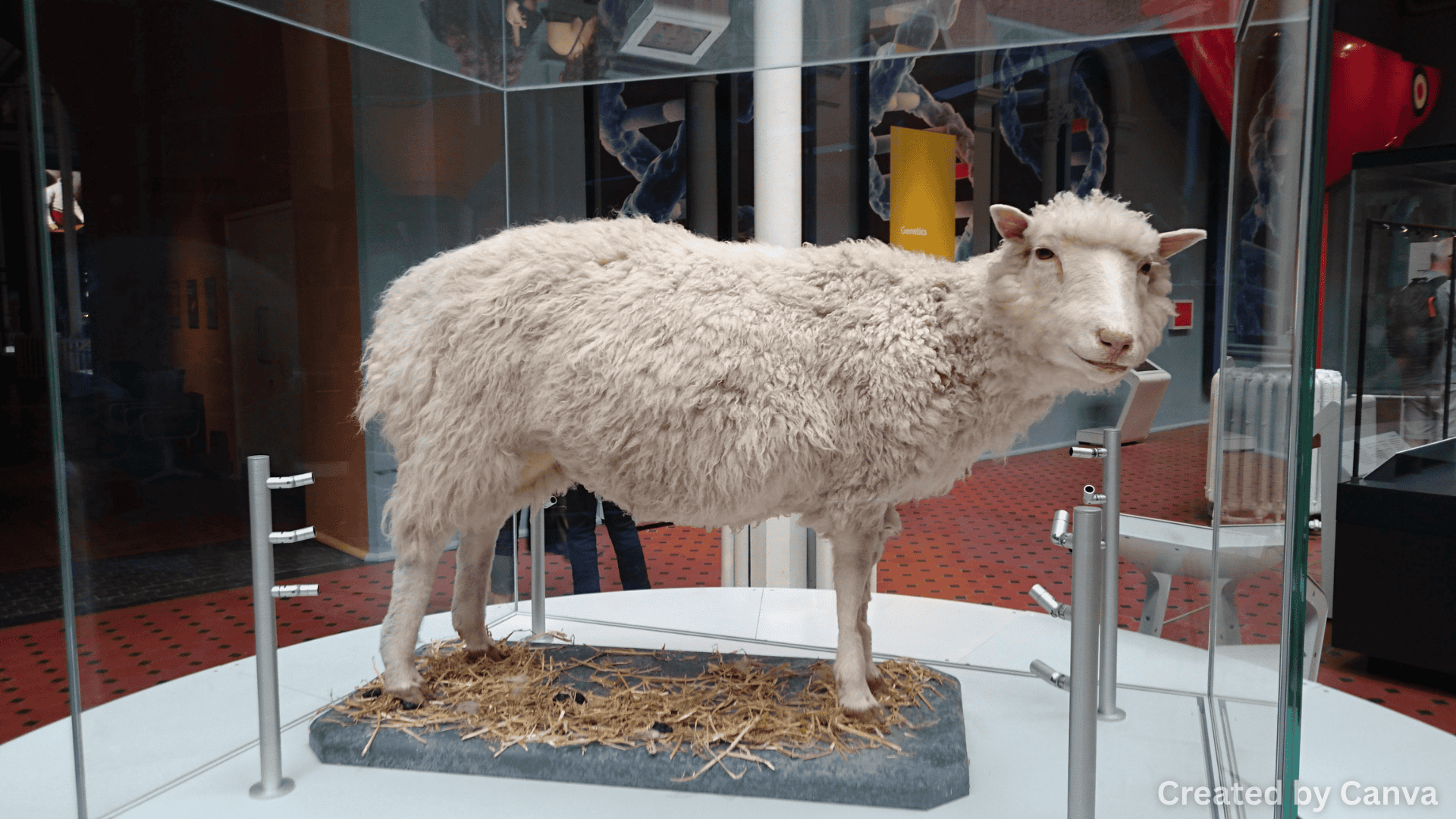 Possible Advantages of Cloning Animals