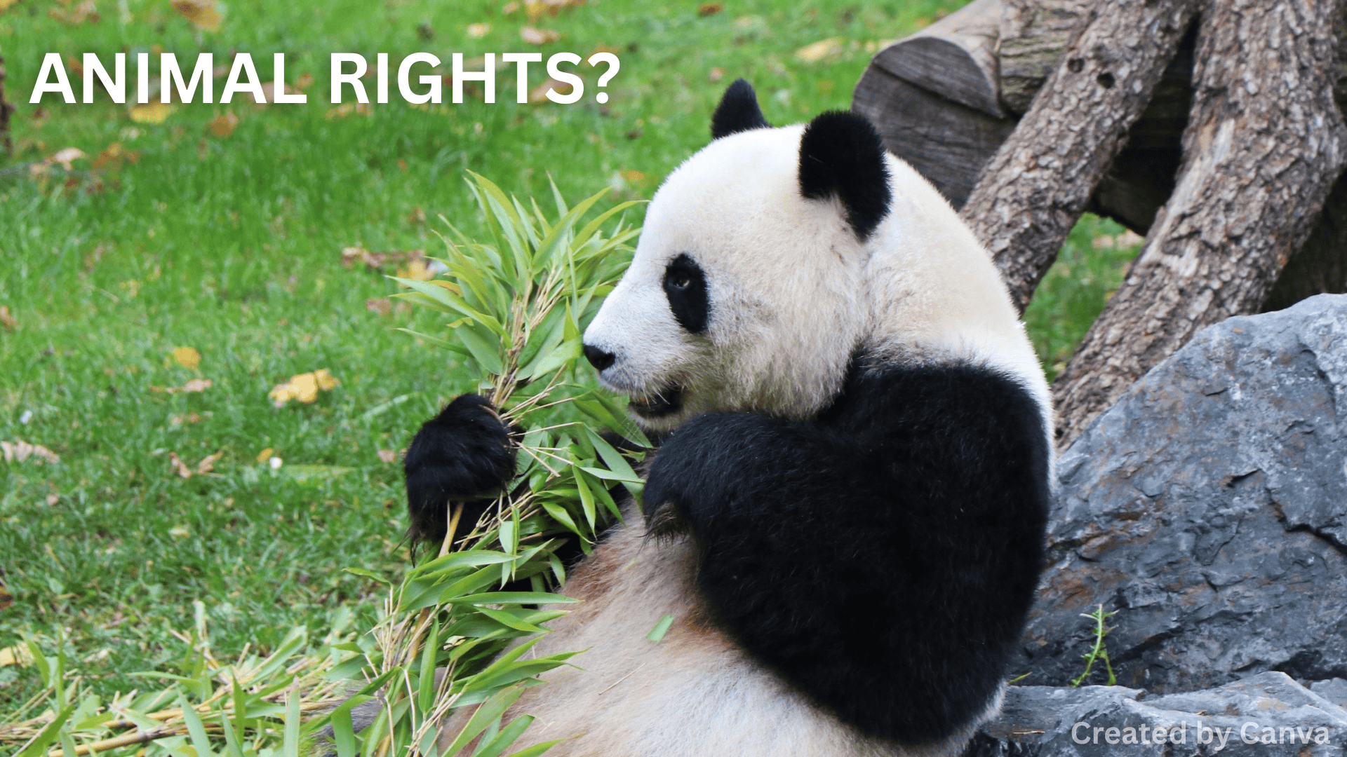 Should Animals Have the Same Legal Rights as Humans?