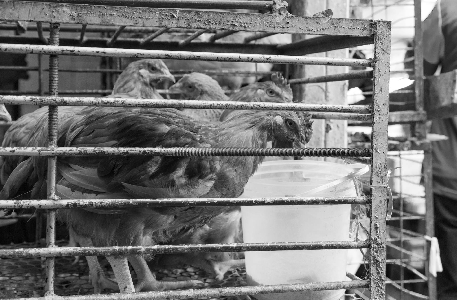 A photo depicting a laboratory setting with animals, highlighting ethical concerns related to animal welfare. — animal t…
