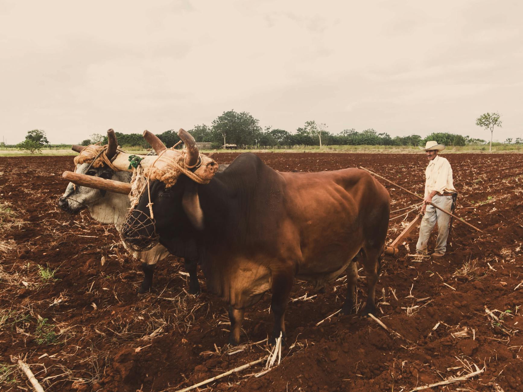 A split image comparing traditional farming practices with lab-grown meat production methods. — lab-grown meat debate
