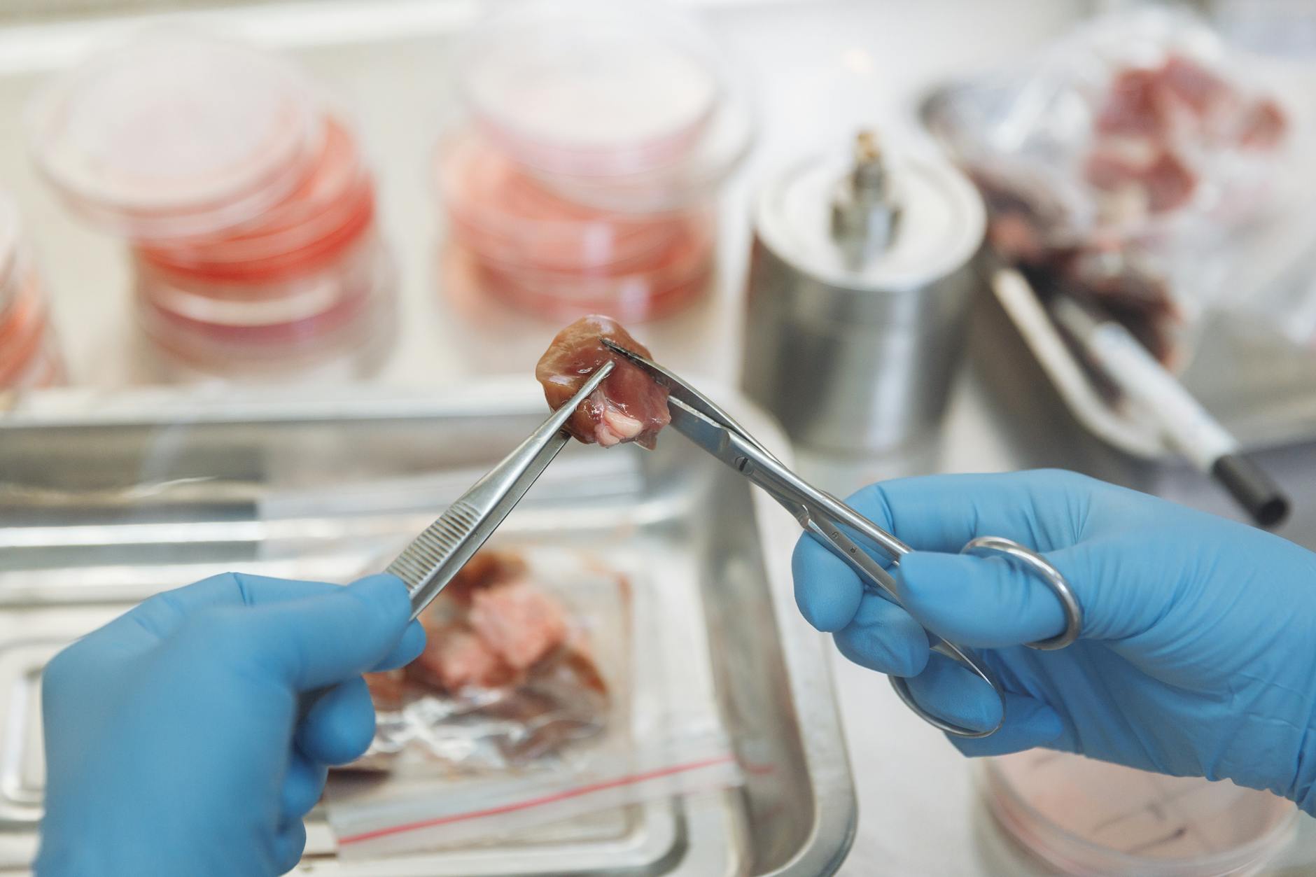 Image showing a lab technician working with lab-grown meat cultures, highlighting the production process in the lab-grown meat debate.