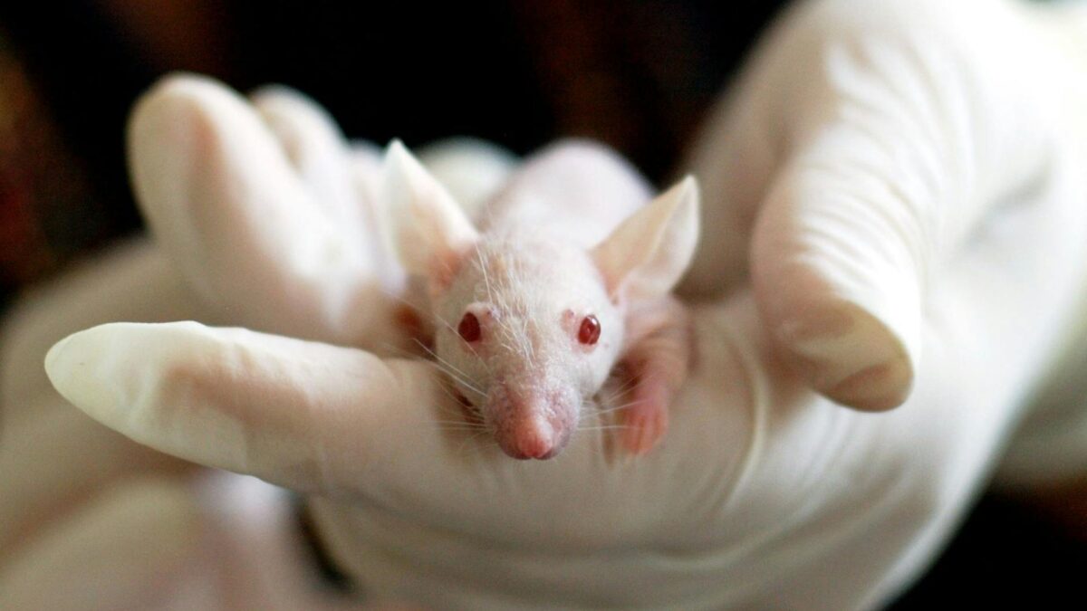 The Animal Testing Debate: Should It Be Banned?