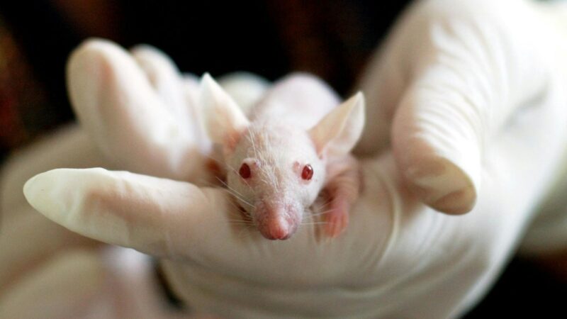 The Animal Testing Debate: Should It Be Banned?