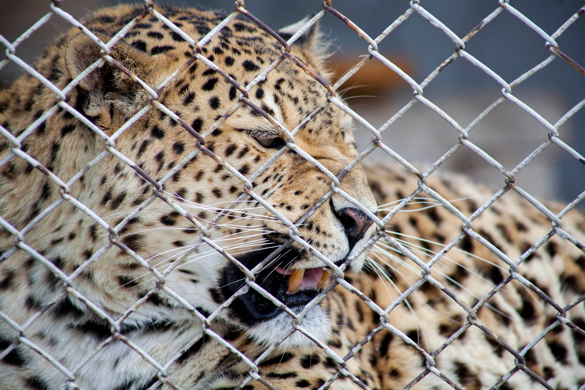 A graph comparing the success rates of zoo conservation programs versus wildlife reserves. — zoos debate