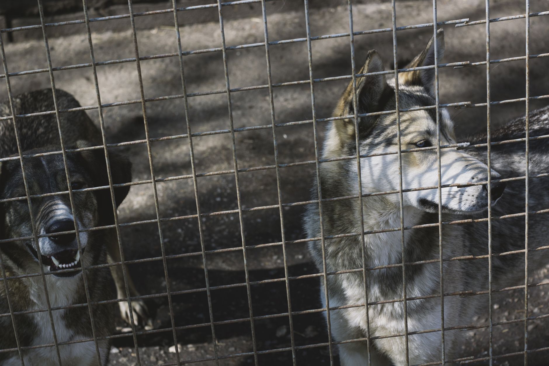 A historical timeline of animal rights legislation across the globe