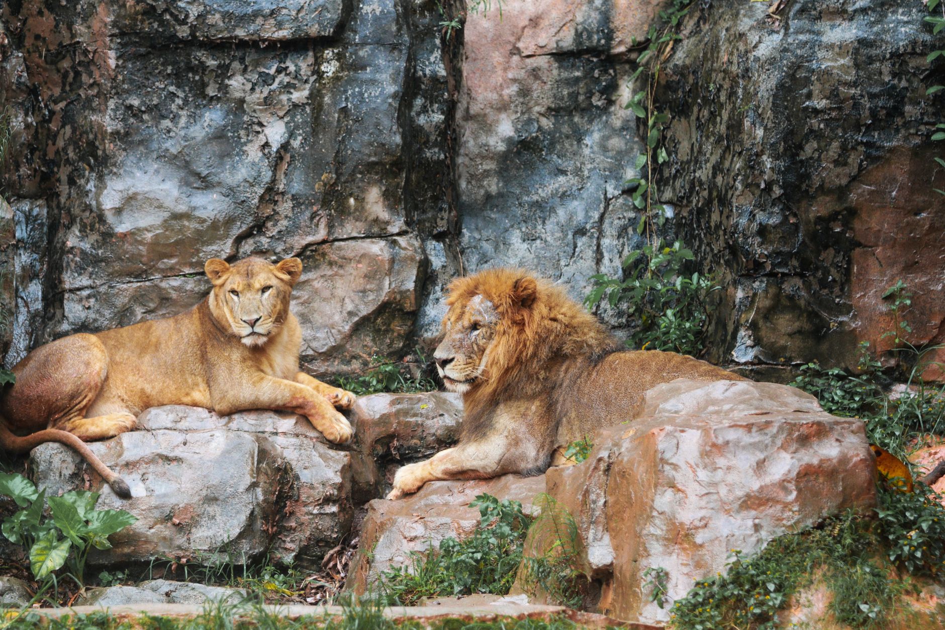 A photo of a lion in a zoo enclosure, illustrating captivity concerns. — zoos debate