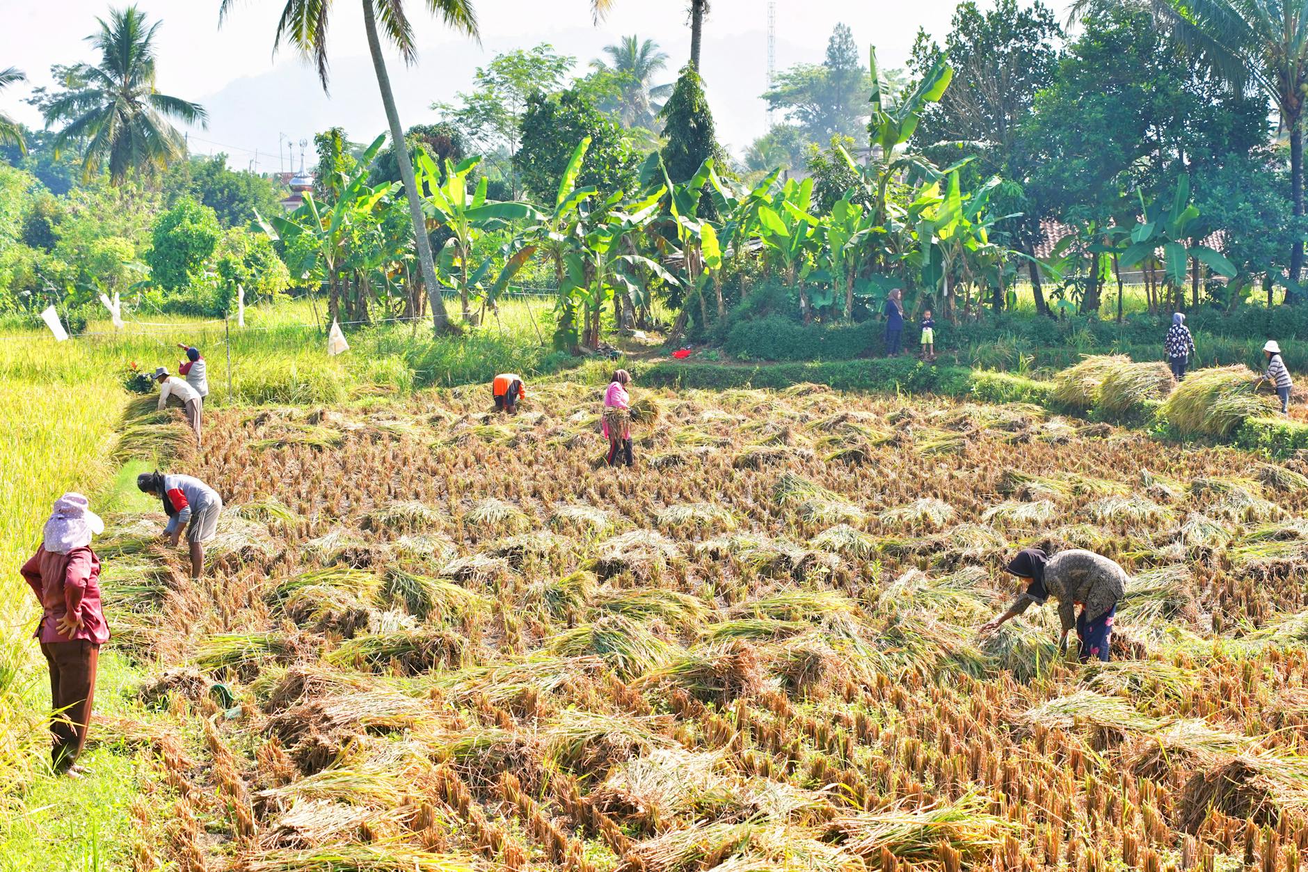 A photo of farmers implementing sustainable agricultural practices to combat climate change food security.
