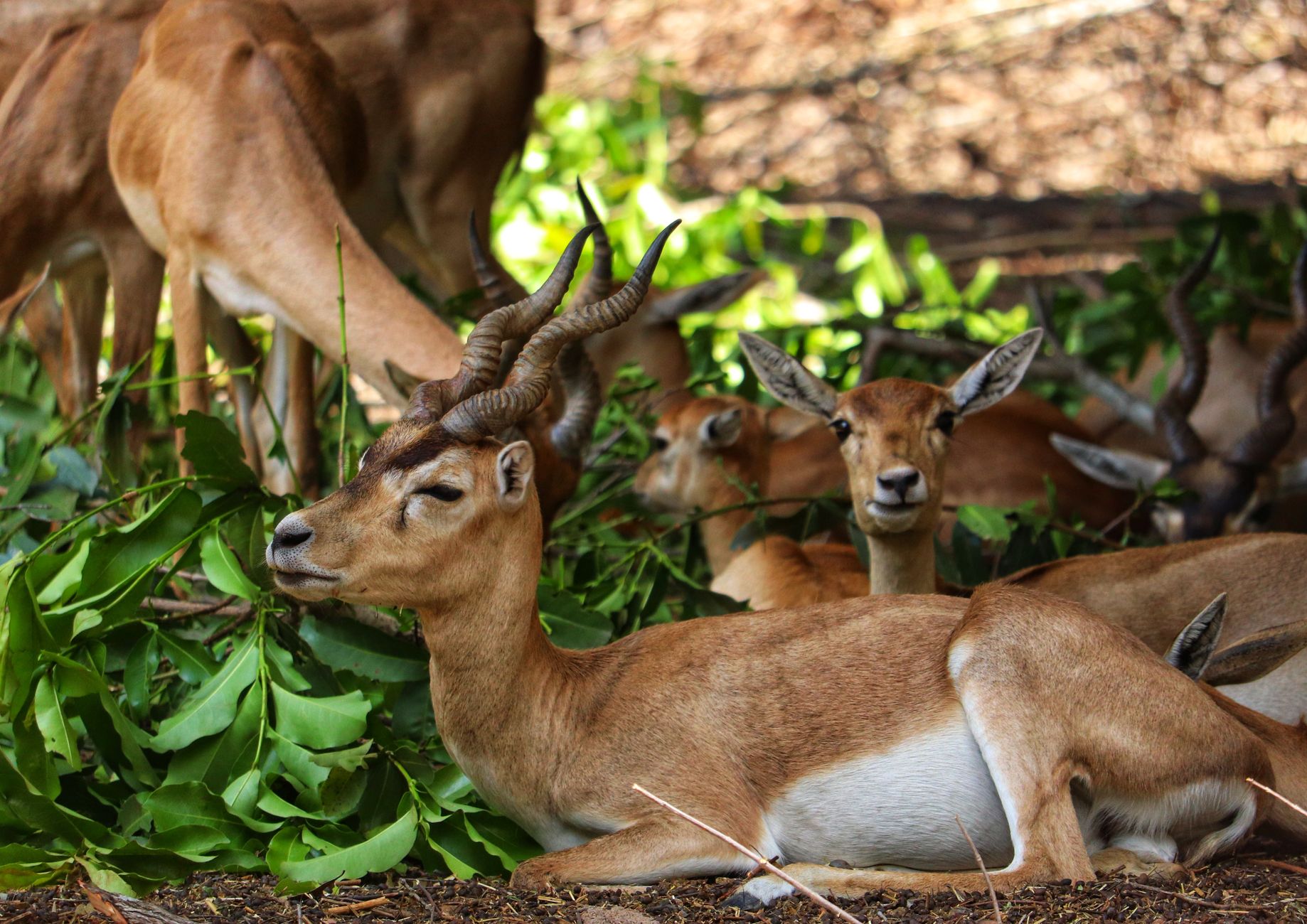An image showing a wildlife sanctuary with animals in their natural habitat. — zoos debate