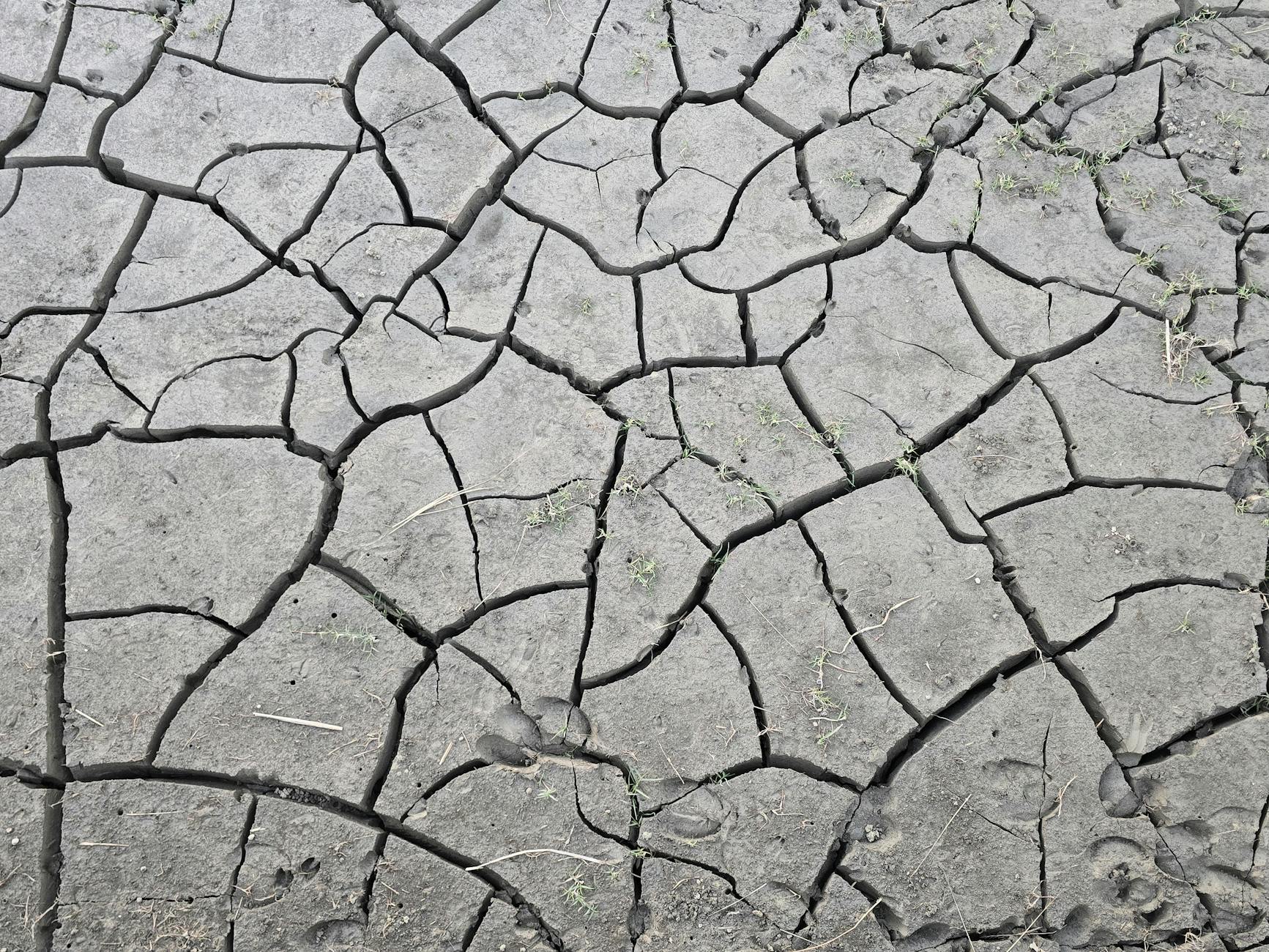 An infographic depicting the effects of climate change on ecosystems.