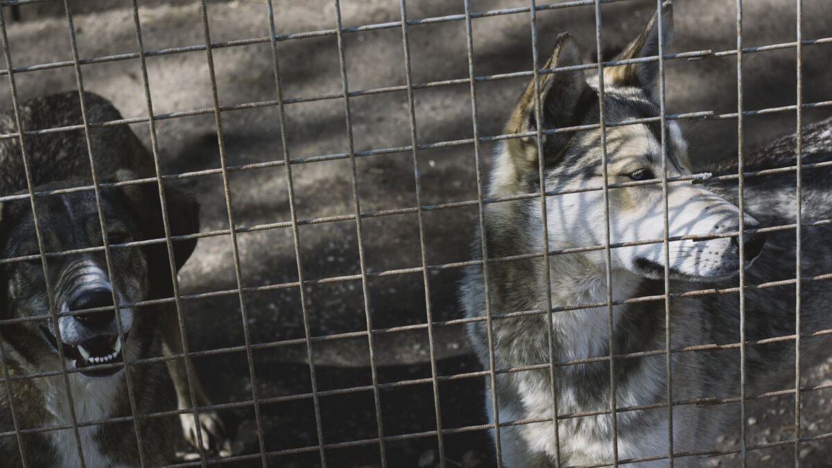 Animal Rights Debate: Balancing Ethics and Human Needs