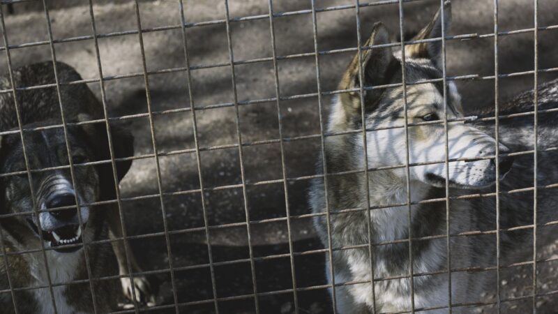 Animal Rights Debate: Balancing Ethics and Human Needs
