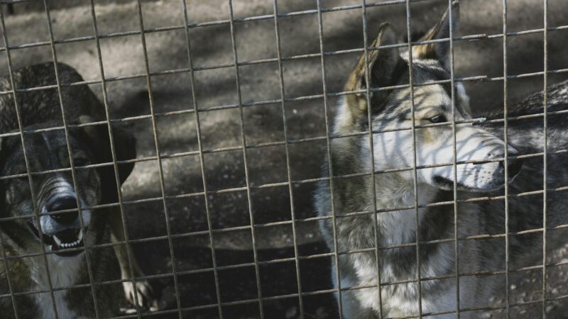 Animal Rights Debate: Balancing Ethics and Medical Research