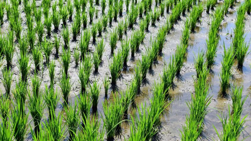Climate Change and Food Security: Understanding the Impact