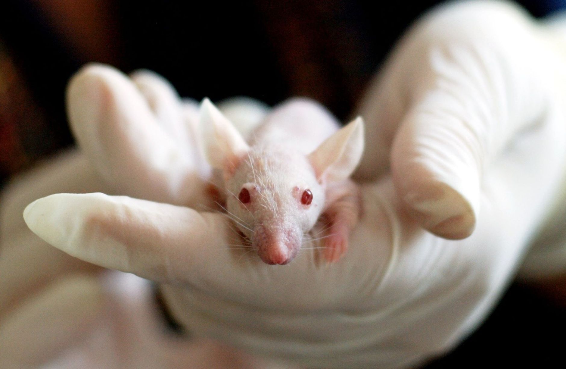 Conclusion: Navigating the Animal Testing Debate