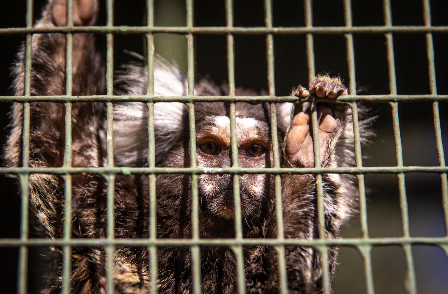 Finding Common Ground in the Zoos Debate