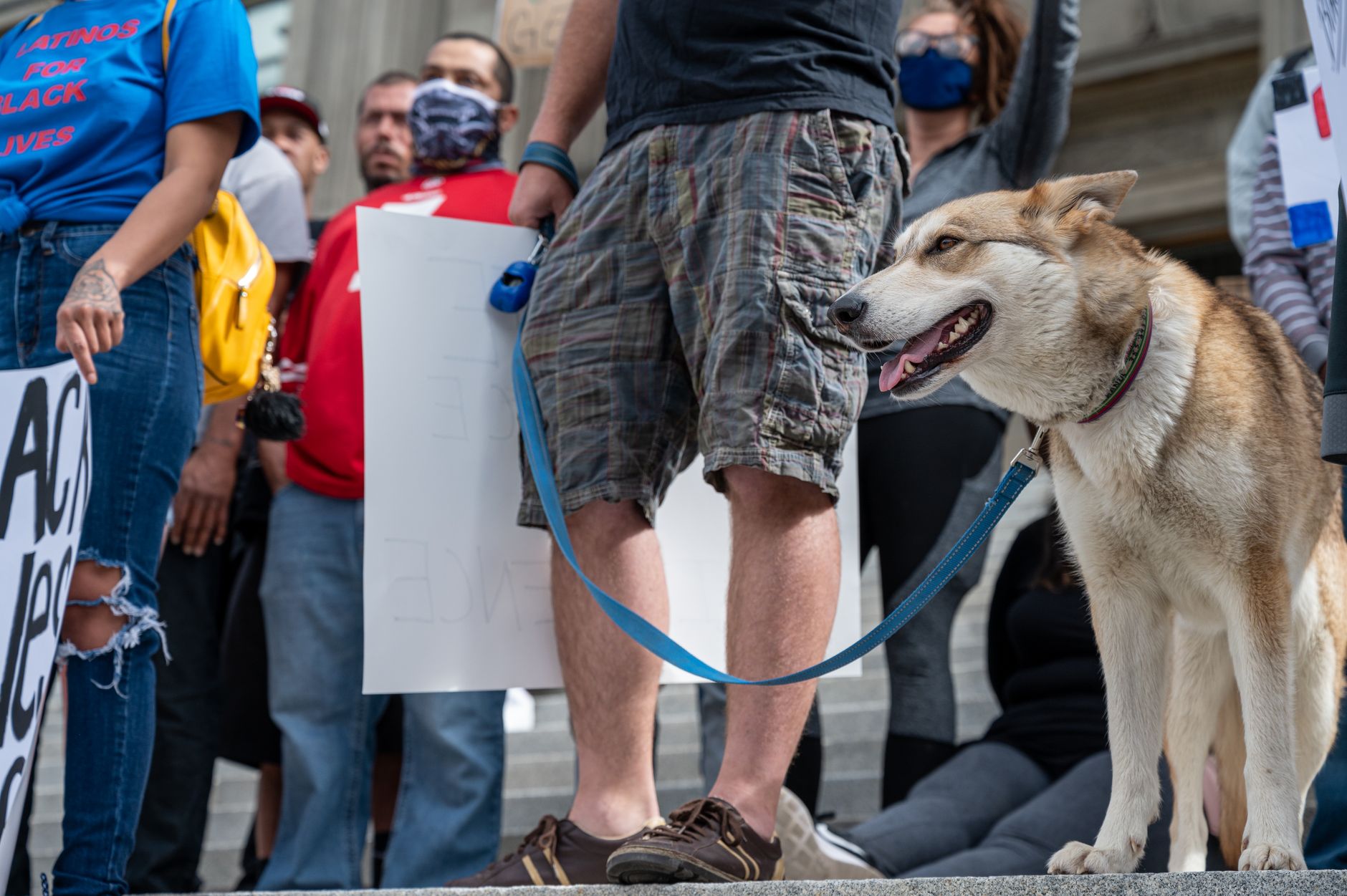 Taking Action: Supporting Animal Rights