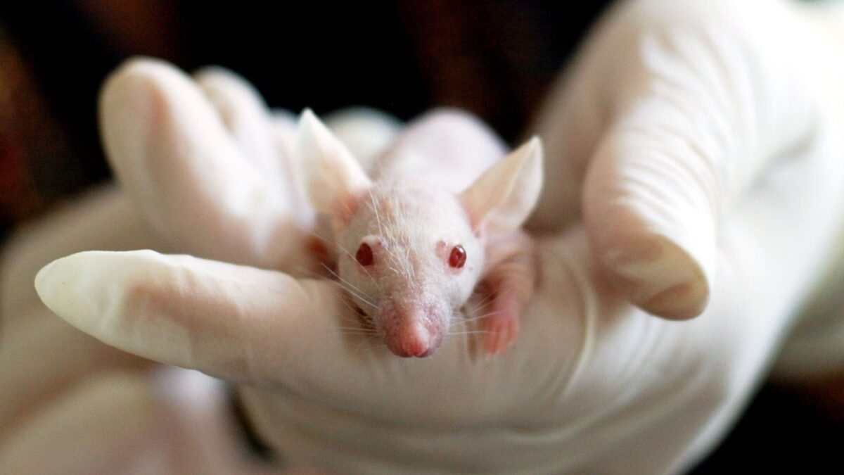 The Animal Testing Debate: Should We Ban It for Cosmetics?