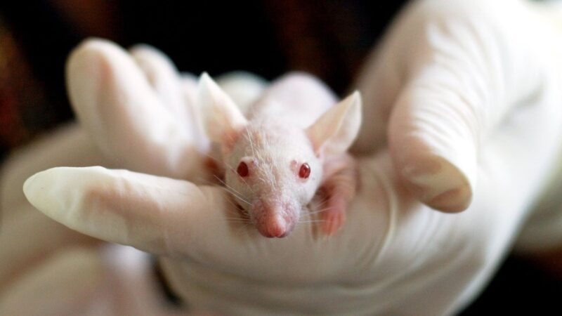 The Animal Testing Debate: Should We Ban It for Cosmetics?