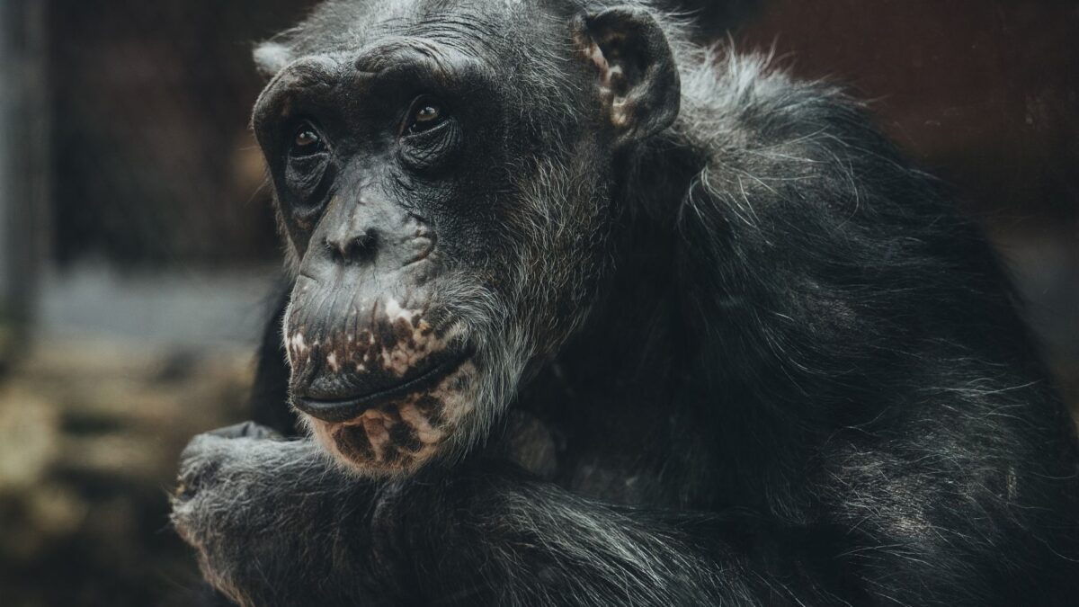 The Zoos Debate: Should They Be Closed Permanently?
