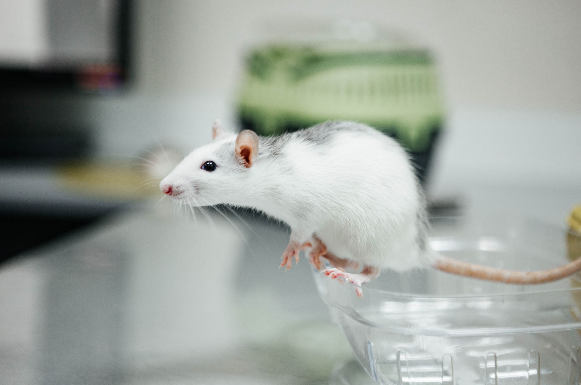 A photo of laboratory animals used in testing environments related to the animal testing debate.
