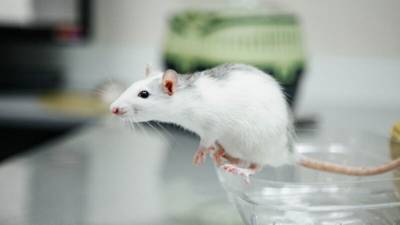 The Animal Testing Debate: Should It Be Banned?