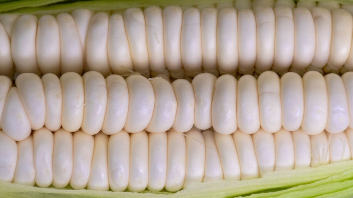 Understanding the GMO Debate: Benefits and Risks