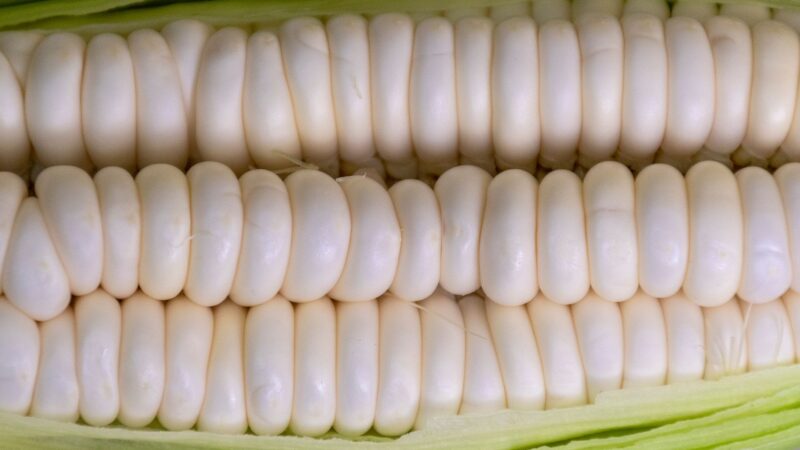 Understanding the GMO Debate: Benefits and Risks