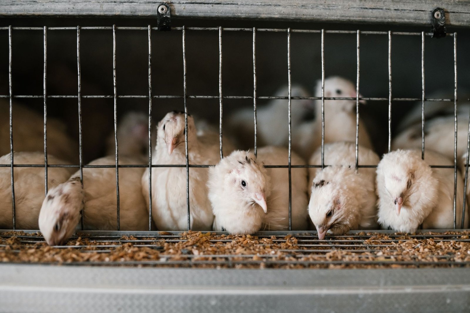 A photo of a factory farm showing the conditions of animals. — animal rights debate