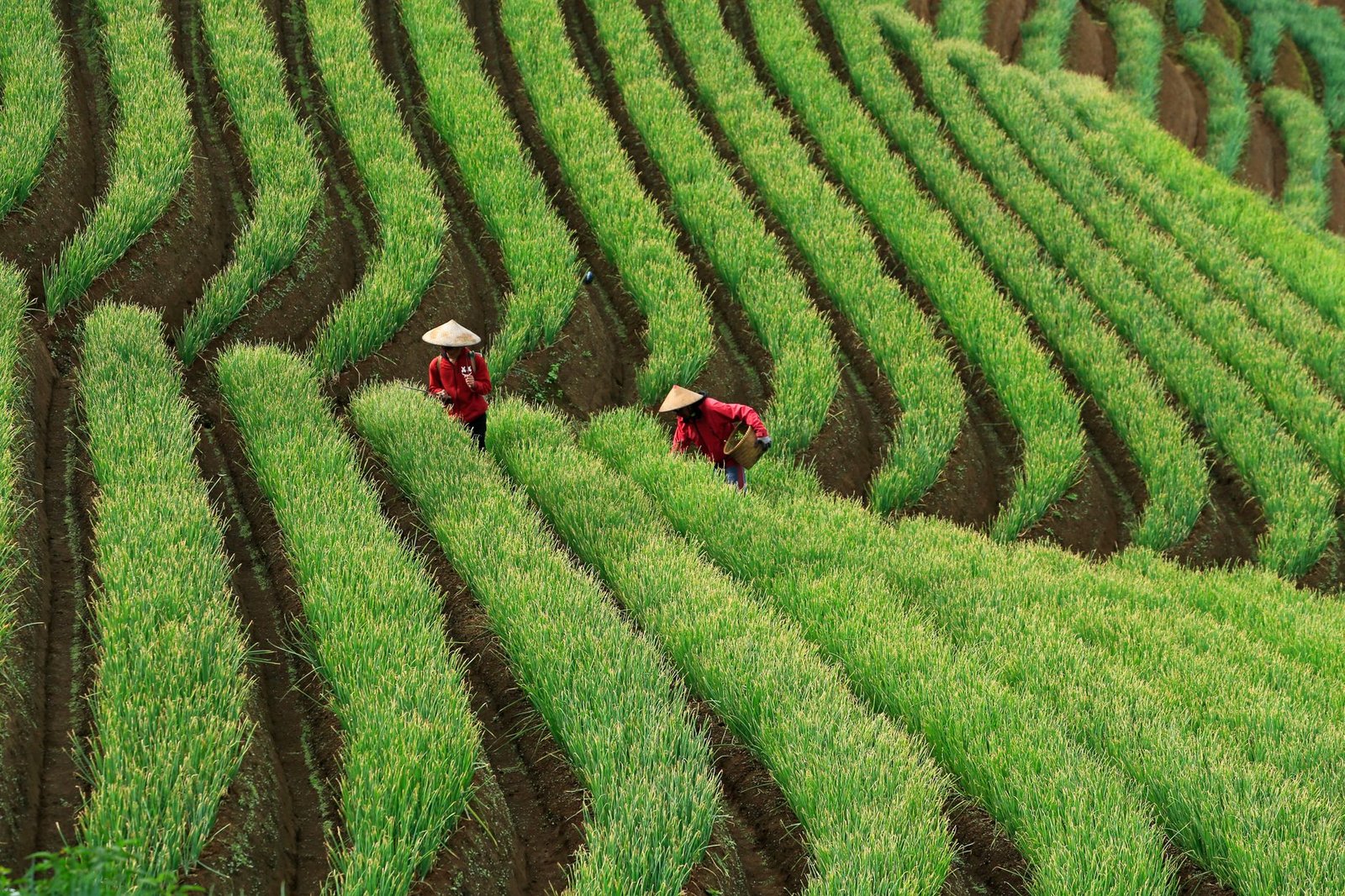 A photo of a farmer using genetically engineered seeds in a field. — genetic engineering food