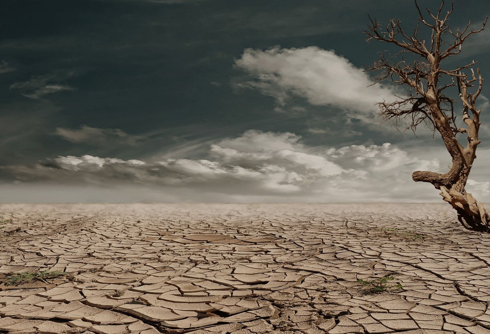 An infographic showing the impacts of climate change on different ecosystems. — climate change debates
