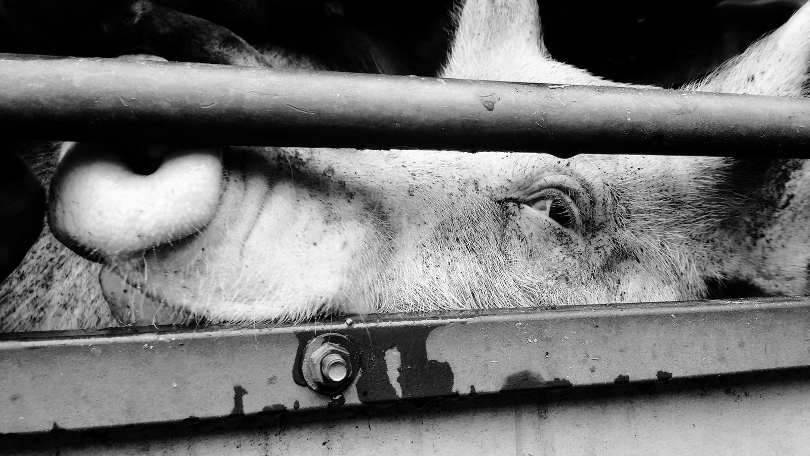 Conclusion: Moving Forward in the Animal Rights Debate