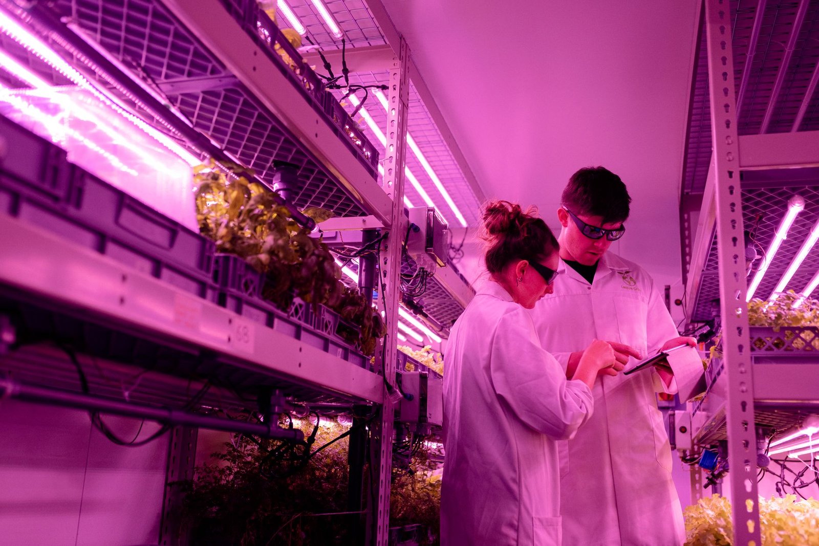 Future of Genetic Engineering in Food Production — genetic engineering food