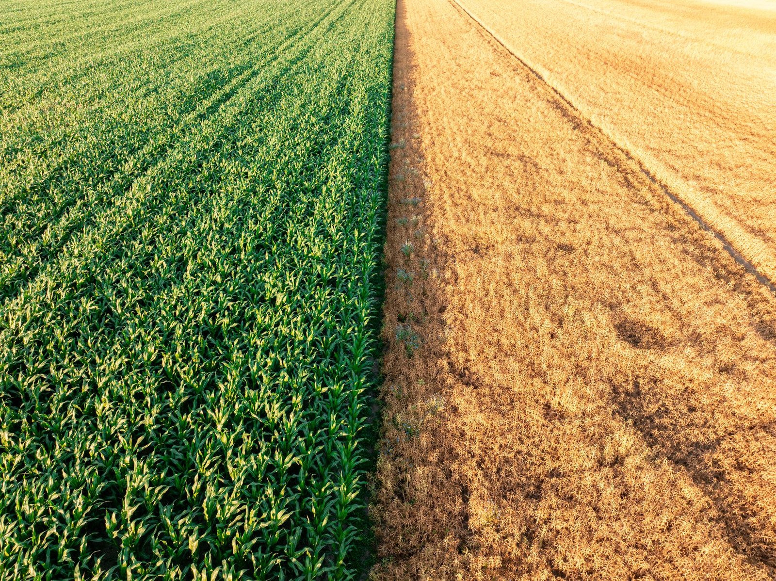 A comparison chart of traditional crops versus genetically modified crops. — genetic modification