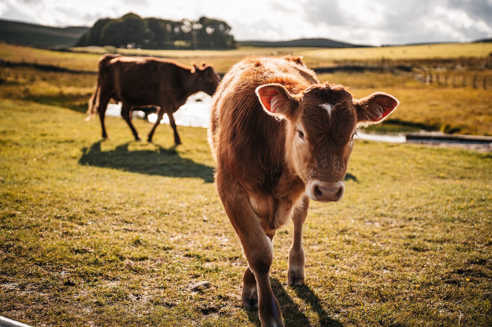 A photo of a farm with animals grazing to highlight ethical considerations in animal agriculture. — veganism debate
