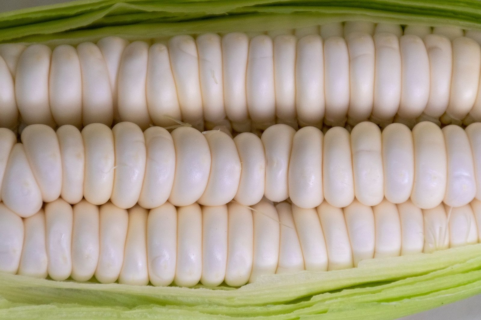 Conclusion: Navigating the GMO Debate