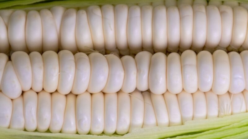GMO Debate: Understanding the Impacts of GMOs