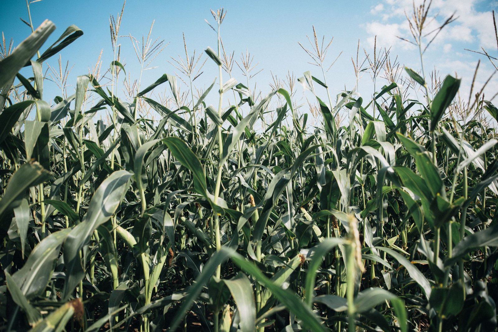 Infographic illustrating the benefits and risks of GMOs in agriculture, highlighting key aspects of the GMO debate