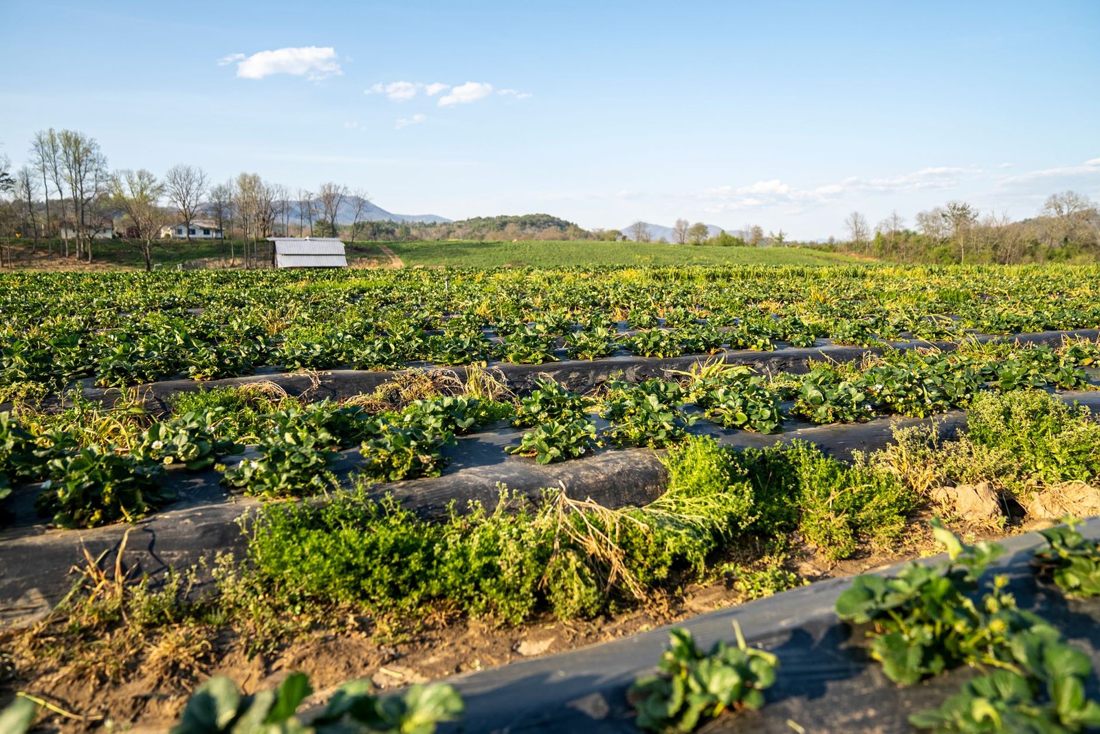 Photo of GMO crops in a field compared to organic crops — GMO debate